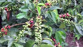 Baraya Capital Del Eterno Retorno.