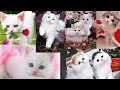 Cute cat dp images cat wall paper dp dpzpics whatsapp dp images cute cat dpz