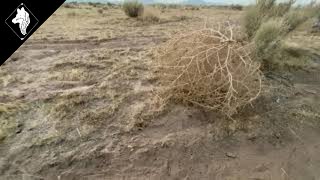 EVER WOLF PICTURES Presents: The Tumbleweed Documentary
