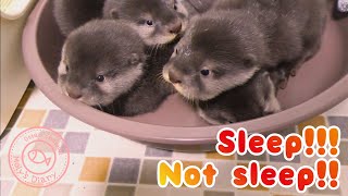 カワウソ赤ちゃん、目が開いたけど…Open eyes【baby otter】 by カワウソ-Otter channel 2,751 views 2 years ago 3 minutes, 46 seconds
