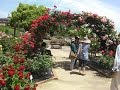 豊田市緑化センターのバラ園、薔薇のアーチが２カ所も綺麗です