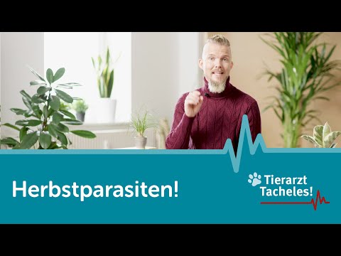 Achtung: Herbstparasiten! | Tierarzt Tacheles mit Sebastian Goßmann-Jonigkeit | ZooRoyal