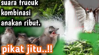 suara pikat trucukan ribut dan anakan trucukan manggil indukan.TRUCUKAN LIAR PASTI NYAMBAR.!!!!