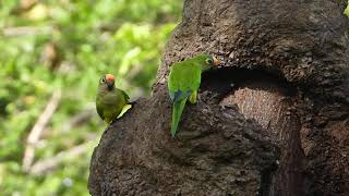 Peach-fronted parakeet (Eupsittula aurea), Periquito-rei