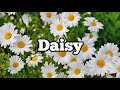 DAISY KOREAN MOVIE 1 HOUR LOOP SONG || Hey || Daisy OST || Lyrics Video || (relax)