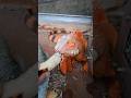 Iguana Makan Harus Disuapin #iguana #reptile #feeding
