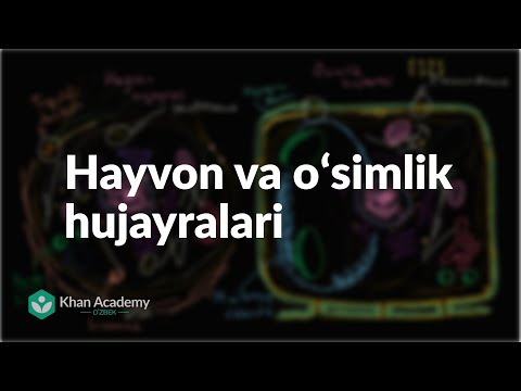 Video: Hayvon Hujayrasining Hayot Aylanishi Qanday?