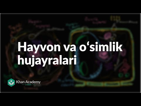 Video: O'simlik hujayralari hayvonlar hujayralaridan qanday farq qiladi?