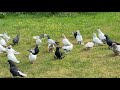 Голуби Tauben Pigeons Виктора коллекция