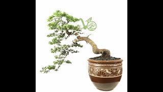 Bonsai Cemara Sinensis - Review Produk Artha Bonsai Vio