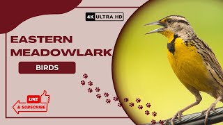 Eastern meadowlark | Birds Simple Videos | Beauty of universe by What have in universe 34 views 7 months ago 2 minutes, 16 seconds
