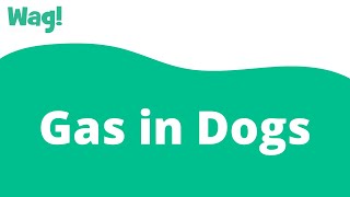 Gas in Dogs | Wag! Can Dogs Take Gas X