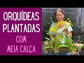 ORQUÍDEAS: Orquídea Chuva de Ouro plantada no tronco usando meia calça