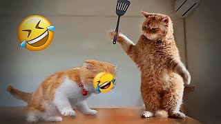 🐕🤣 Funny Dog And Cat Videos 😸🐶 Funniest Animals 2024 #14
