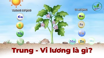 Phân bón trung vi lượng là gì?