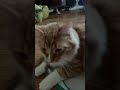 #cat #cutecat #prettycat