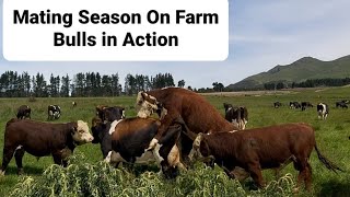Mating Cows On Farm|| Natural Mating|| Way to get Cows Pregnant|| New Zealand Dairy Farming