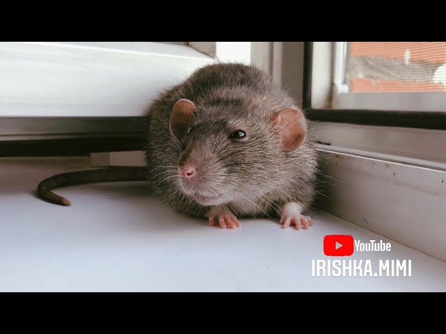 Таблица питания для крыс 🐀
