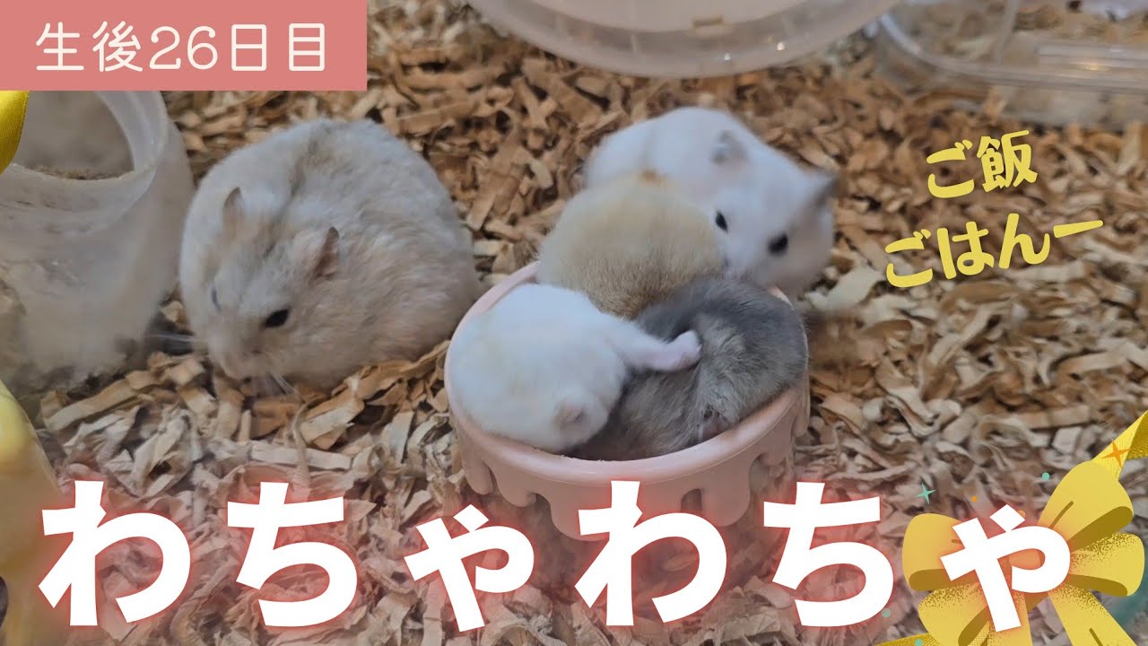 コレットママの赤ちゃん【生後26日目】赤ちゃんのわちゃわちゃタイム
