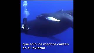 Ballena Jorobada