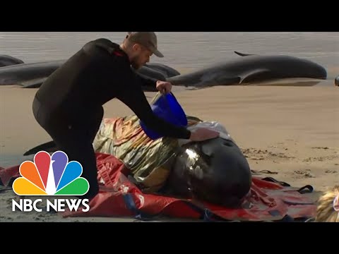 Rescuers Race To Save Around 230 Whales Stranded On Tasmanian Beach