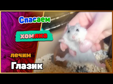 Что делать если  заболел глаз у хомяка?