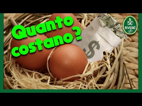 Video: Quanto vale un uovo umano?