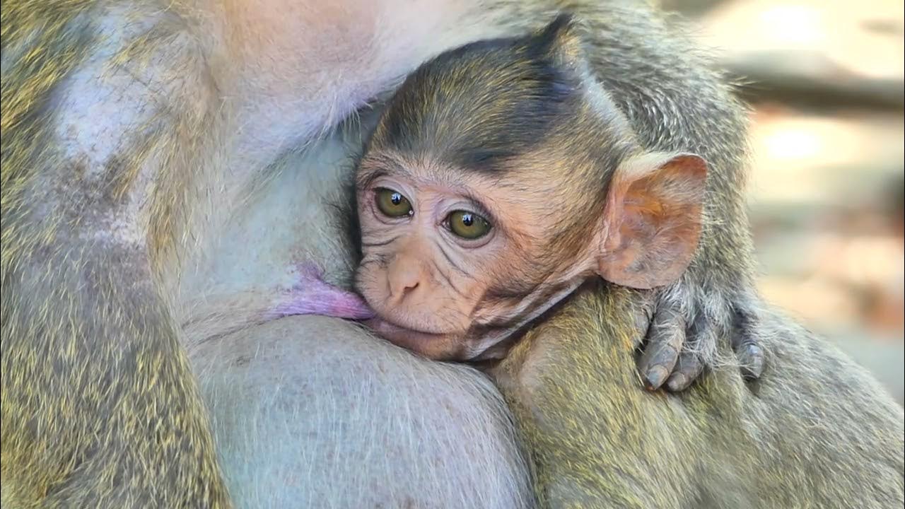 Анна мяу. Monkey hate videos. Monkey hate videos. Monkey hate videos. Monkey hate videos.