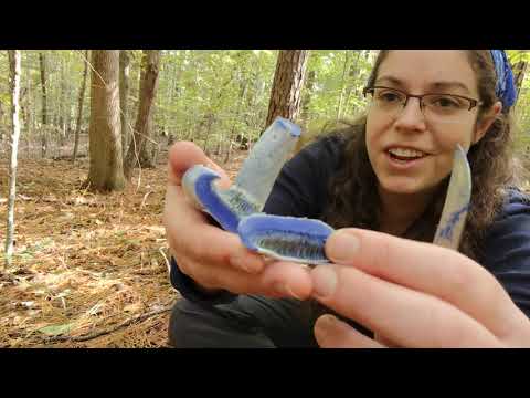 Indigo milkycap mushroom, Lactarius indigo group