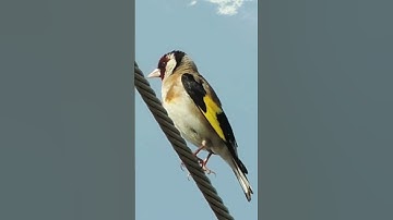 Thumbnail of Goldfinch Singing in Nature