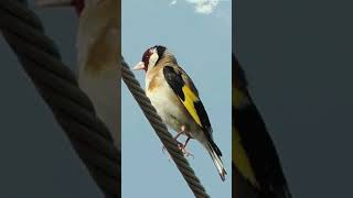 Goldfinch Singing in Nature