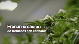 Autoridades sanitarias en México frenan el fomento y producción de medicamentos a base de Cannabis