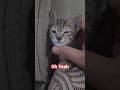 Oh Yeah #cat #funnycats  #shortsfeed #shorts #trending