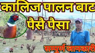 यसरी गर्न सकिन्छ कालिज पालन तराई मधेस मा|| सम्पूर्ण जानकारी ||kalij pheasant Farm in Nepal