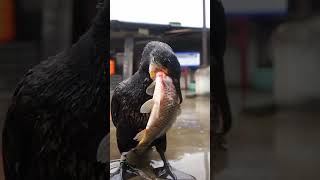 Cormorants Only Eat Fish Larger Than Their Own Heads