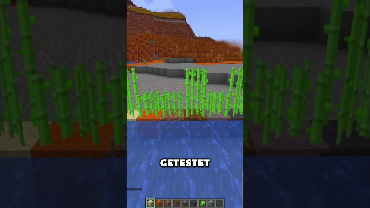 Wo wächst ZUCKERROHR am schnellsten 