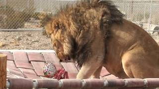Lazy Lions 4Th B-Day