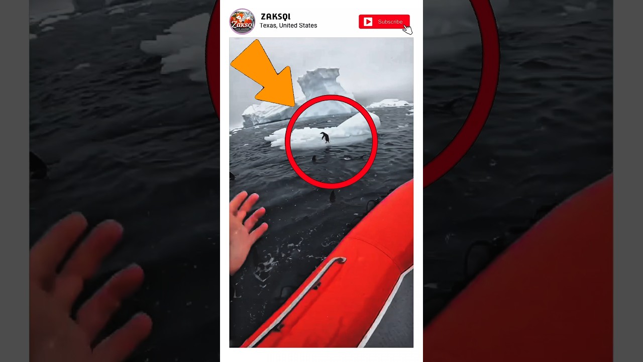 Пингвина спасли от голодных акул 🐧