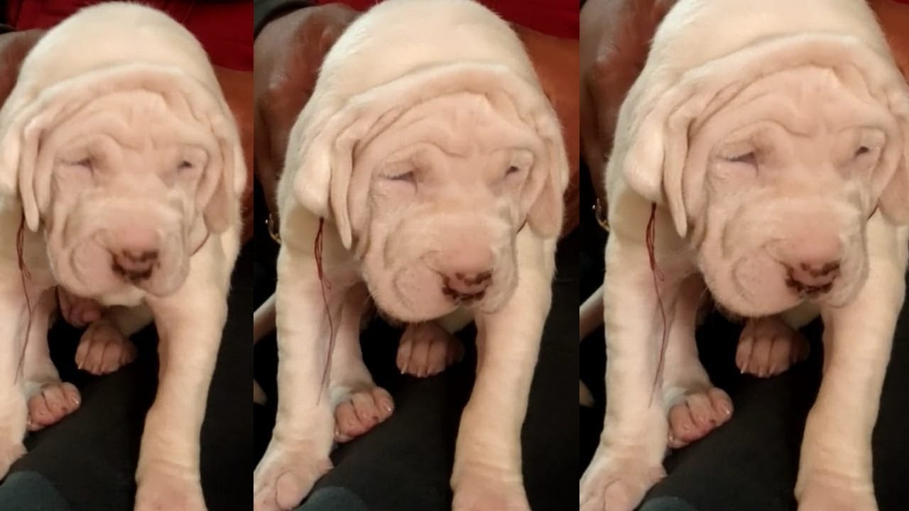 Top Quality Bully Kutta Puppies For Sale YouTube