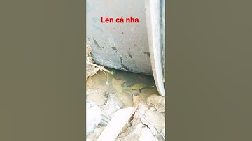 câu cá bóng dừa miền tây