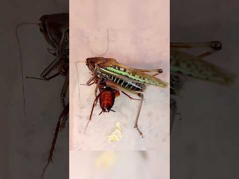 Кузнечик атакует таракана #katydid attacks #insects