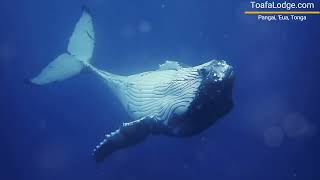 Swimming with Whales in Eua Tonga