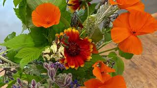 The Life Cycle of Borage (A human perspective)