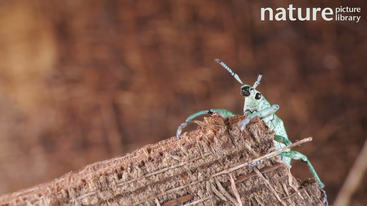 Glitter weevil, showing iridescence created from photonic crystals within the body scales