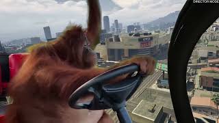 Tour around Los Santos with a monkey who sucks at driving...