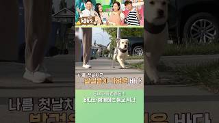 학교 가는 길이 즐거워지는 마법~🎵 #TV동물농장