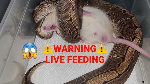 Warning | Ball Python | Live Feeding