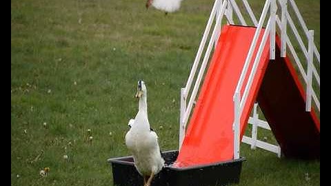 K9 Quackers sheepdog and duck display