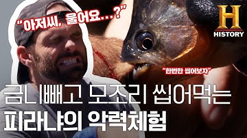 한번만 씹어보자… 아마존 최고 깡패 피라냐의 강력한 물기공격 (지금방송중)[킹오브페인]