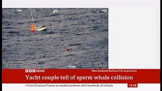 Couple describe relief at rescue after whale destroys their yacht (off New Zealand coast) 2/Oct/2026